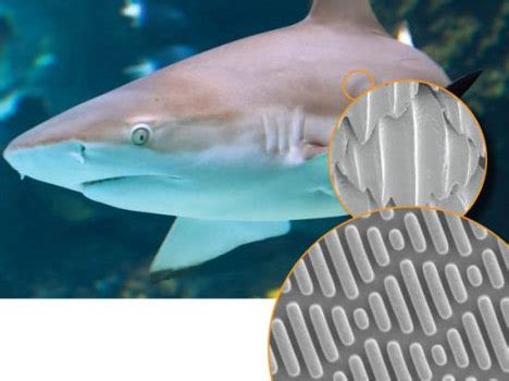 Shark Skin: Understanding Its Unique Texture And Uses