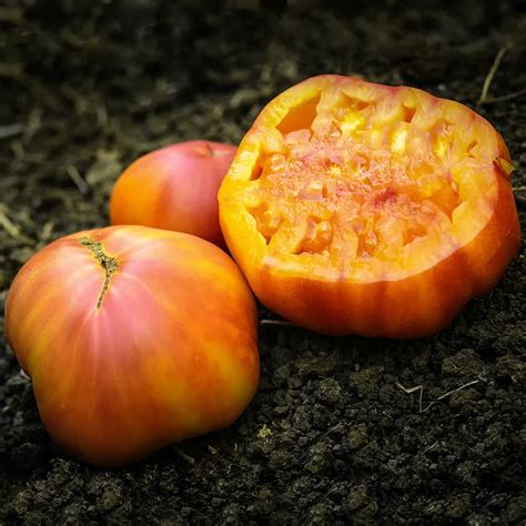 Big Rainbow Tomato Seeds | Baker Creek Seeds