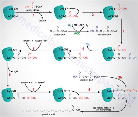 Synthesis of Fatty Acids, Triglycerides, and Phospholipids - The ...