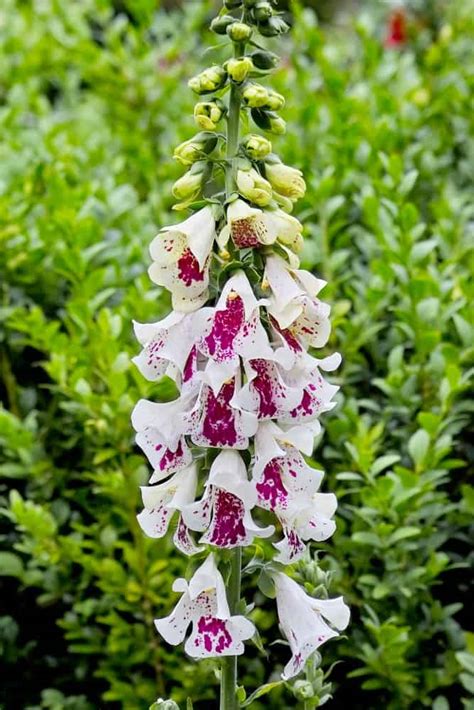 Foxglove Varieties - Image to u