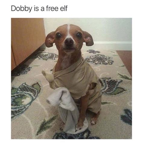 Master gave Dobby a sock - Meme Guy