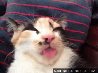 Cat Tongue Out GIF - Cat TongueOut - Discover & Share GIFs