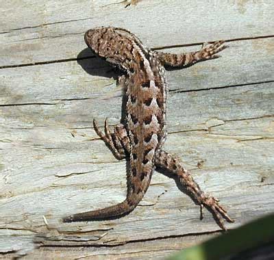 Western Fence Lizard - Presidio of San Francisco (U.S. National Park Service)