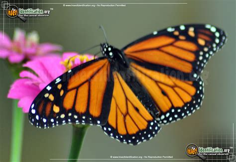 Monarch Butterfly Classification Chart - 40 Organized Butterfly Classification Chart