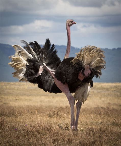 ostrich-s | Ostriches, Pet birds, Animals beautiful