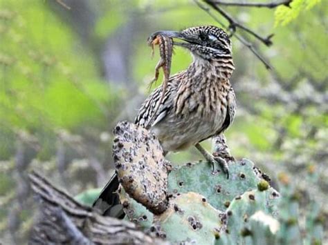 Road Runner Bird Images - Inter disciplina