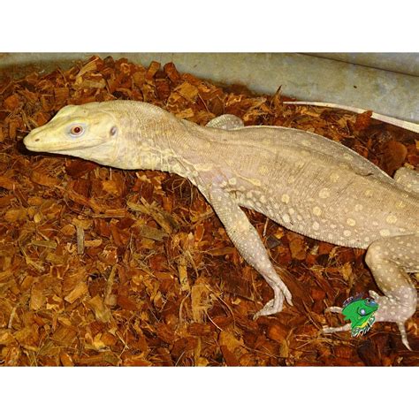 T+ Albino Water Monitor - Juvenile - Strictly Reptiles Inc.