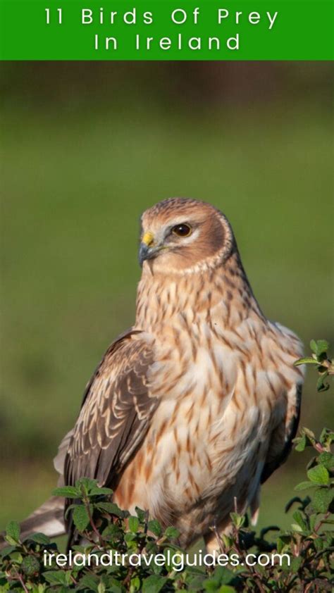 11 Birds Of Prey In Ireland - Ireland Travel Guides