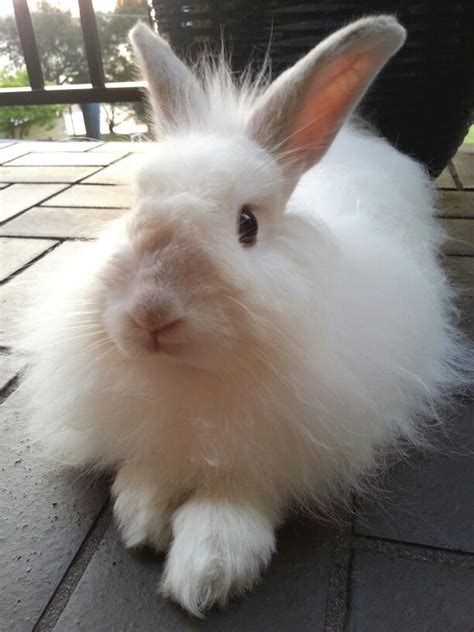 Fluffy | Animals, Fluffy, Rabbit