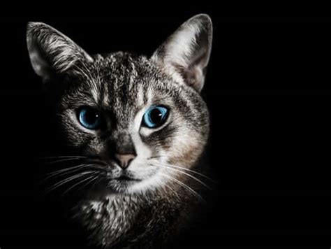 Night Vision in Cats - What Do We Know About It? - My Animals