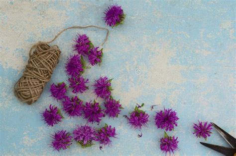 Bergamot Flower - Monarda Didyma Stock Image - Image of fresh, environment: 43063099