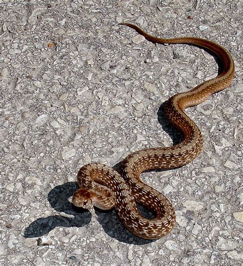 Spurdog's Other Creatures: DeKay's Brownsnake- Oakbrook, IL