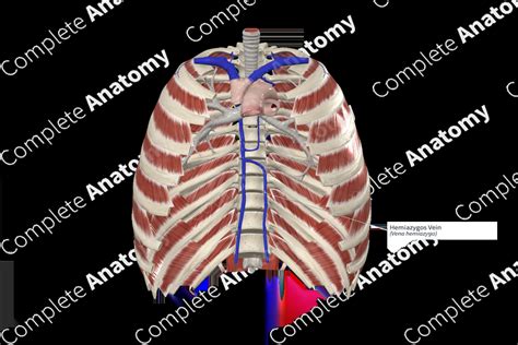 Hemiazygos Vein | Complete Anatomy