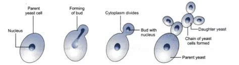 Yeast: Structure, Reproduction, and Uses • Microbe Online