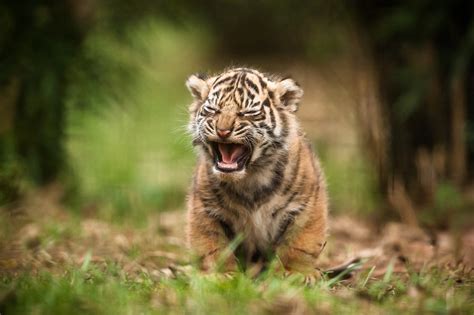 Tiger cub walking on grass HD wallpaper | Wallpaper Flare