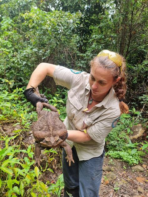 Is ‘Toadzilla’ a sign of enormous cane toads to come? It’s possible – toads grow as large as ...