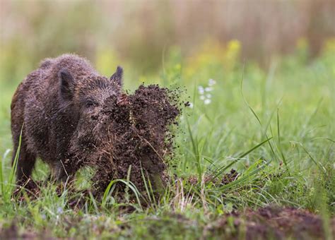 Learning to Live with Wild Hogs | Mossy Oak Gamekeeper