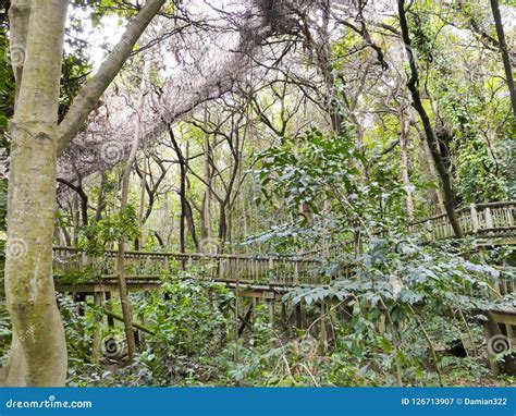 Lowveld National Botanical Garden, Nelspruit Stock Image - Image of ...