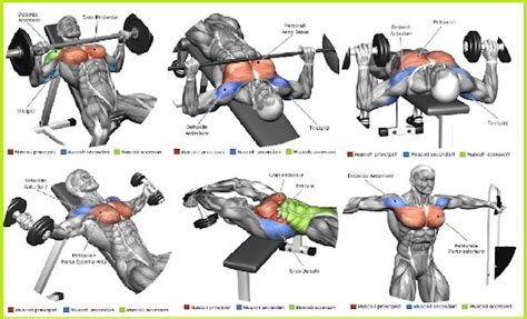 The 13 Best Chest Exercises For Men: - Daily Body Workout | Fitness Exercises | Healthy Food Plans