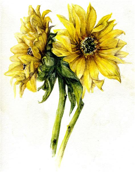 Sunflower field sketch 1 by bigredsharks on DeviantArt