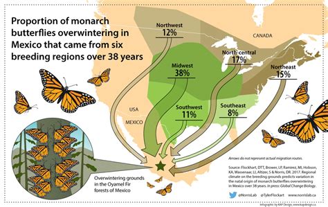 Researchers pinpoint monarch butterfly birthplaces to help conserve species | Canadian Geographic