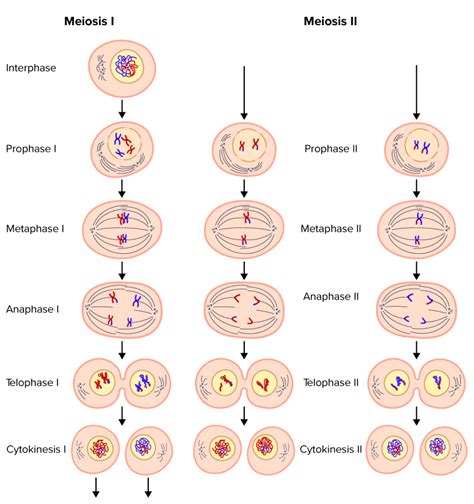 Meiosis 1 Prophase Stages