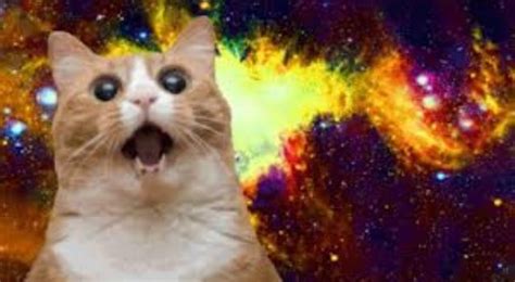 Rainbows | Best cat memes, Cat memes, Cats