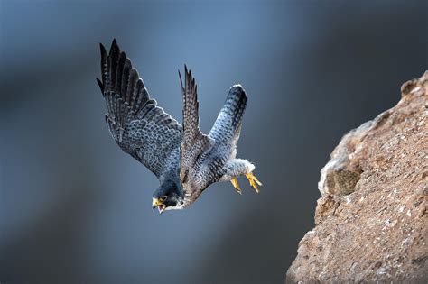 Peregrine Falcon Wallpapers - Wallpaper Cave