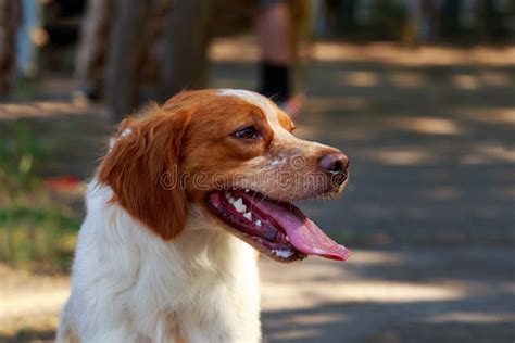 Dog breed Breton Spaniel stock image. Image of portrait - 152596049