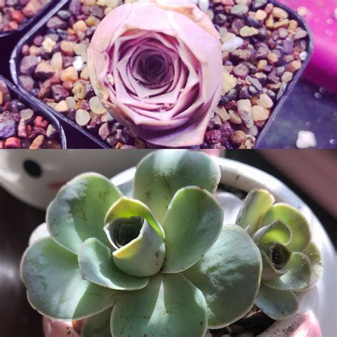 My mountainrose pink succulent from one year ago (top pic) to now (bottom pic) : succulents