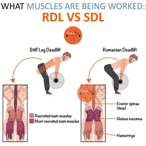 WHAT MUSCLES ARE BEING WORKED: RDL VS SDL - by @breitfit Stiff Leg ...