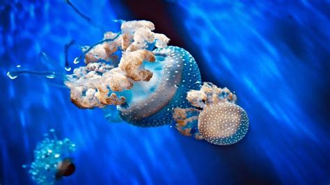 10 Stinging Facts About the Jellyfish | Times Knowledge India