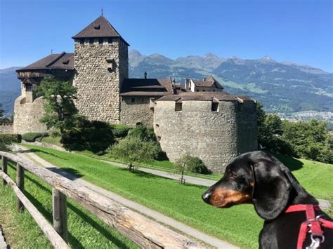 Travelling in Europe with a Dog: The Ultimate Guide - Travelnuity