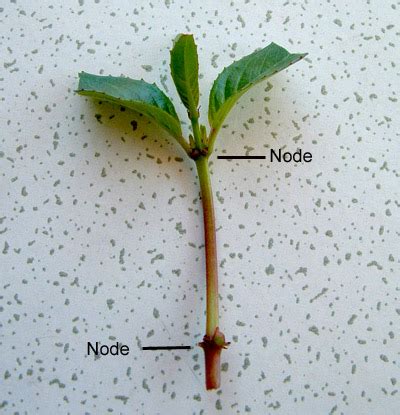 Cutting Stem Plants | UK Aquatic Plant Society