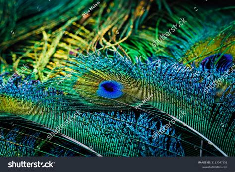 India 28 April 2022 Peacock Feather Stock Photo 2183047351 | Shutterstock