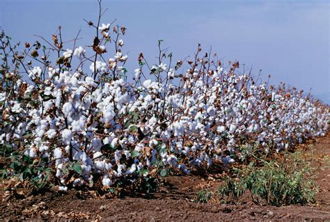 Cotton | Description, History, Production, Uses, Botanical Name ...