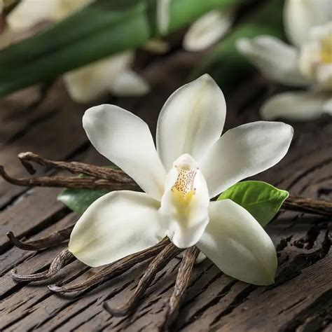 Vanilla Orchid Fragrance Oil - CandleScience