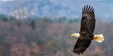 How High Do Eagles Fly? [You Won't Believe It!] - Birdwatching Buzz