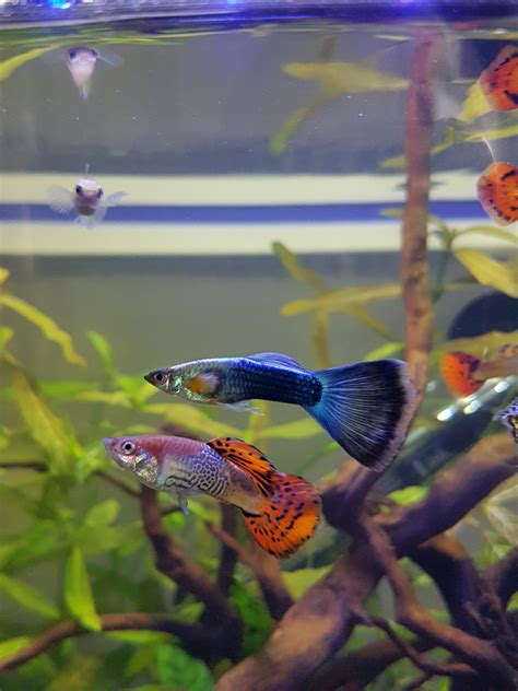 Posing Guppies : r/Aquariums