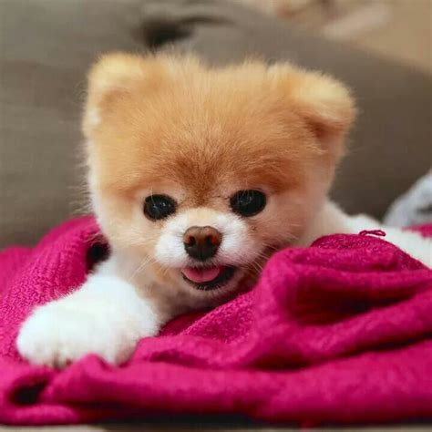 17+ best images about Boo the dog on Pinterest | Birthday wishes ...