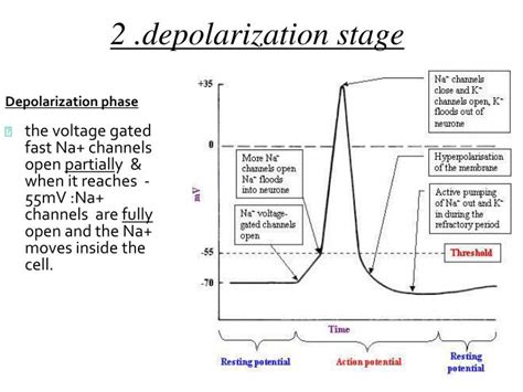 PPT - Membrane potential PowerPoint Presentation - ID:3363450