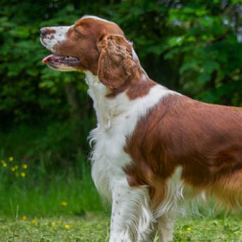 Welsh Springer Spaniel grooming, bathing and care | Espree