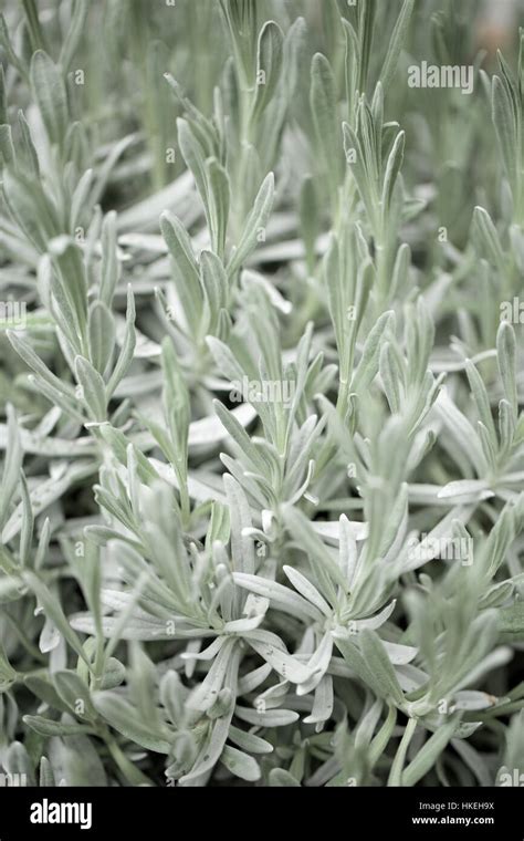 Lavender Plant Leaves