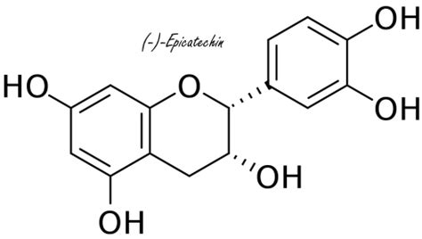 Epicatechin, an appetite suppressant from cocoa