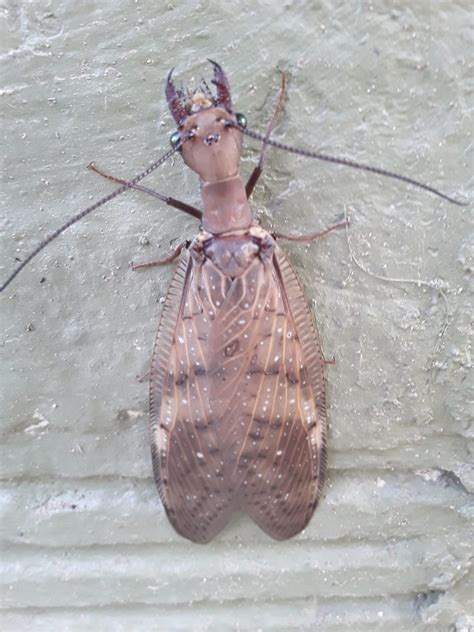 American Dobsonflies in July 2021 by Eduardo Peinado · iNaturalist