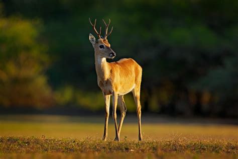 Pampas deer (Ozotoceros bezoarticus) by Murray Thomas - Wild Deer & Hunting Adventures