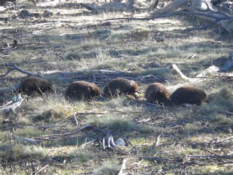 Choo-choo- it’s echidna train time | Tanya Loos