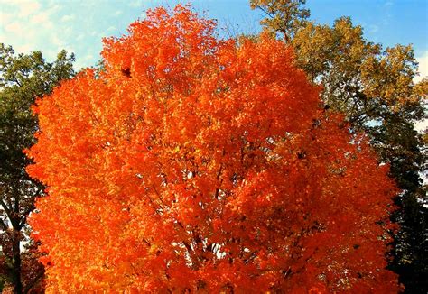 Fall Color: Five Trees to Plant This Fall for Color Next Fall