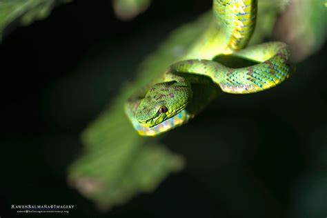 Philippine pit viper | Went herping with Polilio snake wrang… | Flickr