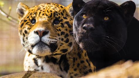 Black panther, animals, big cats, jaguars, panthers HD wallpaper ...